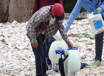 2018_invasive_donax_eradication_3