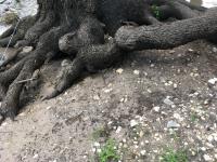 2018_oct_08_riverrise_img_4298