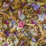 autumn_leaves_9554_12x12_nancy