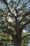 cypress_tree_8476